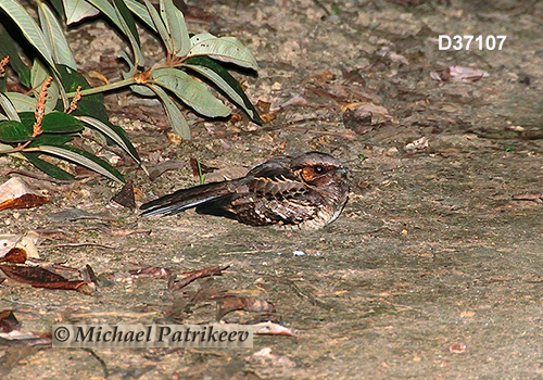 Common Pauraque (Nyctidromus albicollis)